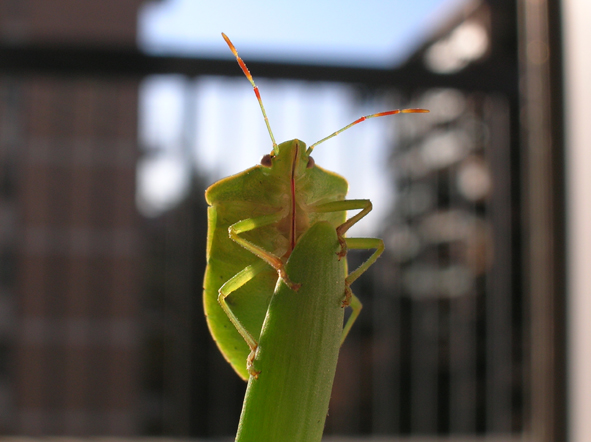 Nezara viridula